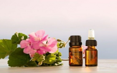 Những lợi ích của tinh dầu hoa phong lữ với sức khỏe và sắc đẹp