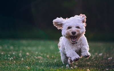 Tử vi thứ Tư (14/11/2018): Kim Ngưu thấy hạnh phúc với những điều nhỏ bé trong cuộc sống