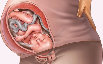 Em bé làm gì trong 24 giờ trước khi sinh?