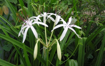 Hỗ trợ điều trị u nang buồng trứng bằng thảo dược an toàn và hiệu quả