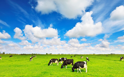 Vinamilk dự chi trên 1.700 tỷ đồng tạm ứng cổ tức đợt 2/2018 bằng tiền tỷ lệ 10%