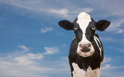 Ngành sữa đang trở lại?