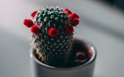 Tử vi thứ Tư (26/12/2018): Xử Nữ sẽ mạnh mẽ đương đầu với mọi hoàn cảnh