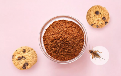 Bột dế: Thực phẩm của tương lai 