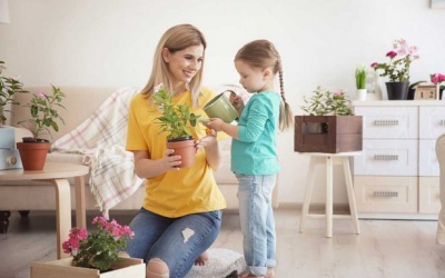 6 cây hoa nên trồng trong nhà để nhà sáng đẹp, thanh lọc không khí 