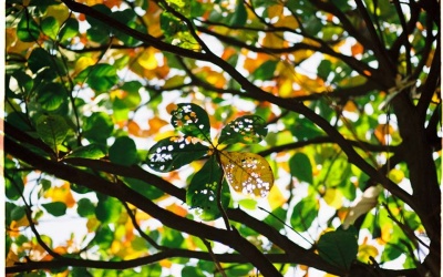 Bắc Bộ giảm mưa, trưa chiều trời hửng nắng