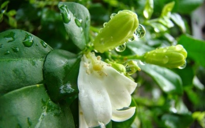 Bắc Bộ chuyển mưa, nhiệt độ giảm nhanh