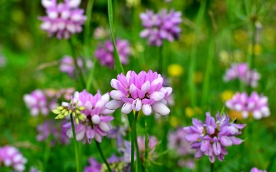 Bắc Bộ giảm mưa, nhiệt độ tăng nhẹ