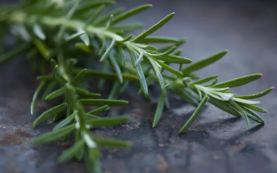 Hương thảo giúp cải thiện trí nhớ và nhận thức?