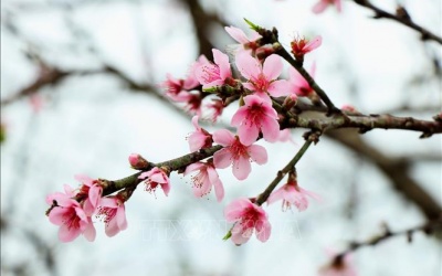 Thời tiết cả nước trước và trong dịp Tết Nguyên đán như thế nào?