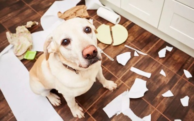 Tử vi thứ Năm (31/1/2019): Song Tử, đừng mất bình tĩnh khi gặp rắc rối