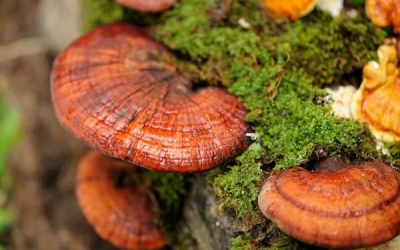 7 thảo dược quý người bệnh đái tháo đường nên dùng ngay