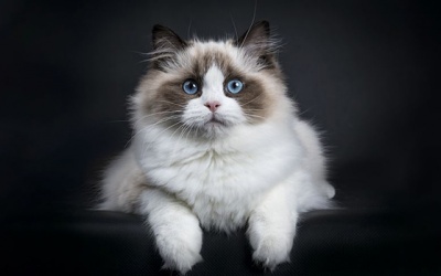 Tử vi thứ Ba (12/2/2019): Kim Ngưu nên cảnh giác nếu không muốn bị lừa