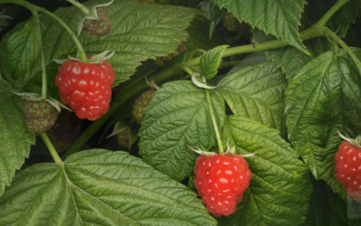 Muốn tăng khả năng sinh sản: Đừng quên lá mâm xôi đỏ 