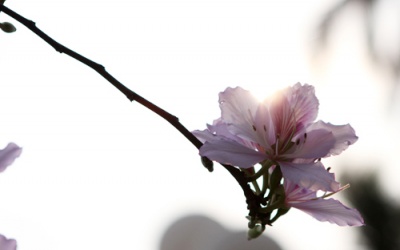 Bắc Bộ giảm mưa, nắng nhiều trở lại 