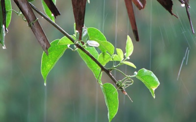 Bắc Bộ chuyển lạnh, nhiều nơi có mưa rào gián đoạn