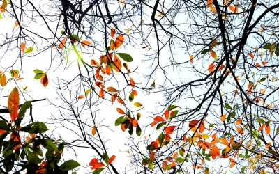 Bắc Bộ có mưa nhỏ vào sáng sớm, trưa chiều hửng nắng