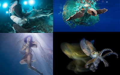 Ngắm ảnh thế giới đại dương ấn tượng nhất năm 2019