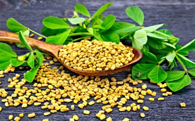 Cỏ cà ri giúp giảm cholesterol, bổ sung dinh dưỡng và nhiều lợi ích khác