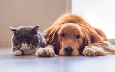 Tử vi thứ Tư (27/3/2019): Thiên Bình đang cần được nghỉ ngơi, thư giãn