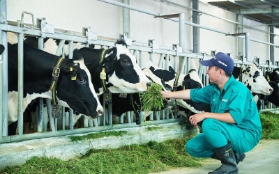 'Resort' bò sữa Tây Ninh - Ngôi nhà lý tưởng của những cô bò hạnh phúc