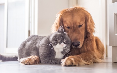 Tử vi thứ Ba (2/4/2019): Bạch Dương, hãy mở lòng hơn mọi người xung quanh