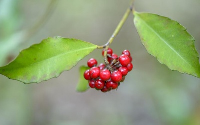 Hy vọng mới cho người bị ung thư mắt từ một hoạt chất quen thuộc