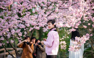 Ngắm hoa anh đào nở rộ ở khắp nơi trên thế giới