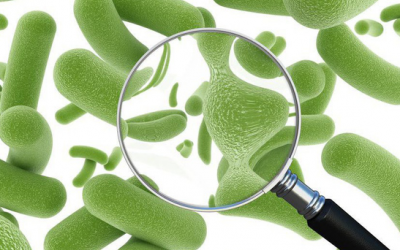 Men vi sinh và thuốc kháng sinh – là bạn hay thù?