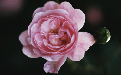 Cách chăm sóc cho 'cô bé' để luôn thơm tho, sạch sẽ và tươi trẻ