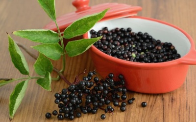 Chống virus cúm hiệu quả từ quả cơm cháy