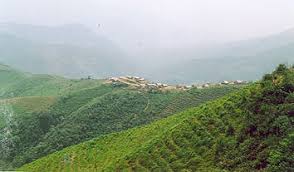 Trà tuyết shan Puxailaileng: Món quà quý từ Trường Sơn đại ngàn (Kỳ 1) 