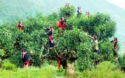 Trà tuyết shan Puxailaileng: Món quà quý với nhiều công dụng cho sức khỏe (Kỳ 2)