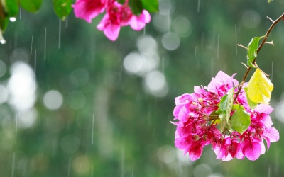 Bắc Bộ và Bắc Trung Bộ có mưa to đến rất to