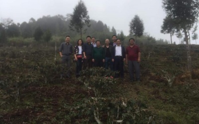 Phát triển trà tuyết shan Puxailaileng để đưa món quà quý với nhiều công dụng cho sức khỏe đến cộng đồng