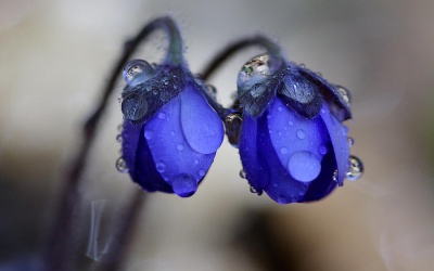 Mưa dông ở Bắc Bộ và Bắc Trung Bộ kéo dài đến hết ngày mai