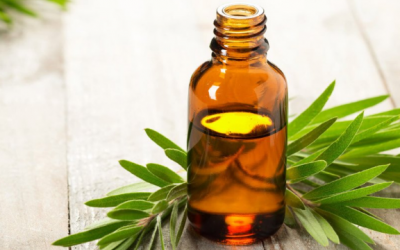 Thích dùng tinh dầu tràm trà, cẩn thận rước tai họa