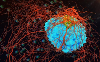 Phát hiện mới về cách ngặn chặn tế bào ung thư di căn