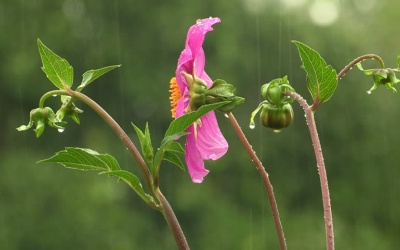 Bắc Bộ và Trung Bộ có mưa dông trên diện rộng