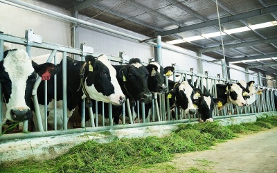 Vinamilk ứng dụng công nghệ 4.0 vào chăn nuôi bò sữa