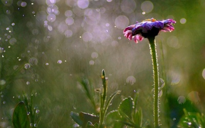 Bắc Bộ và Bắc Trung Bộ giảm nhiệt, nhiều nơi có mưa dông