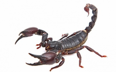 Mới: Nọc độc bọ cạp có thể giết chết vi khuẩn lao