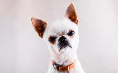 Tử vi thứ Tư (19/6/2019): Thiên Bình có thể tỏ ra mất bình tĩnh trong ngày hôm nay