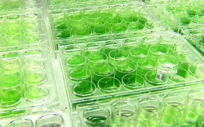 Nuôi vi tảo dạng bán lỏng: Mô hình mới trong công nghệ sinh học vi khuẩn