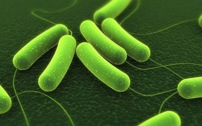 Cảnh báo nguy cơ ung thư dạ dày vì vi khuẩn HP