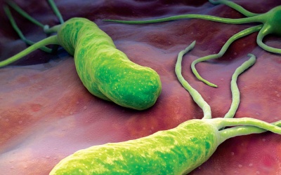 Vi khuẩn HP có nguy hiểm không?