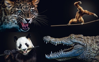 Ngắm bộ ảnh tuyệt đẹp chụp động vật hoang dã 'tạo dáng' trước ống kính