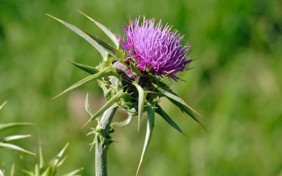 Silymarin – Tặng phẩm của đất trời cho người bệnh gan