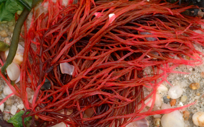 Không sợ còi xương nhờ Aquamin F  – nguồn calci tự nhiên từ tảo biển đỏ!