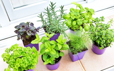 10 cây trồng nhỏ xinh giúp côn trùng tránh xa ngôi nhà của bạn